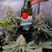 Organic Super Soil Showcase OSS