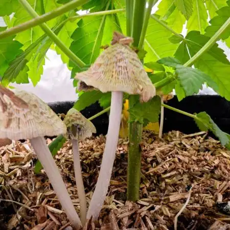 Organic Super Soil Showcase OSS