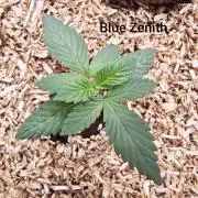 Organic Super Soil Showcase OSS