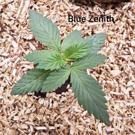 Organic Super Soil Showcase OSS