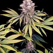 Organic Super Soil Showcase OSS