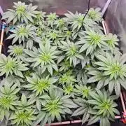 Organic Super Soil Showcase OSS