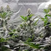 Organic Super Soil Showcase OSS