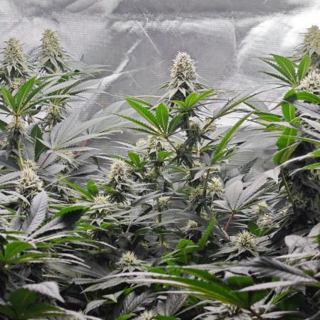 Organic Super Soil Showcase OSS