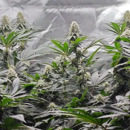 Organic Super Soil Showcase OSS