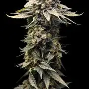 Organic Super Soil Showcase OSS