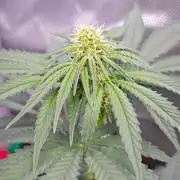 Organic Super Soil Showcase OSS