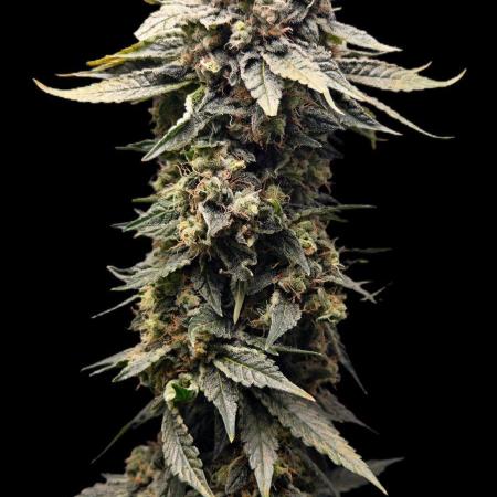 Organic Super Soil Showcase OSS