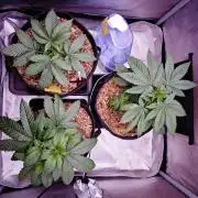 Organic Super Soil Showcase OSS