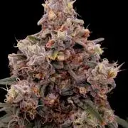 Organic Super Soil Showcase OSS