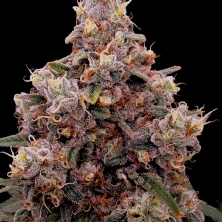 Organic Super Soil Showcase OSS