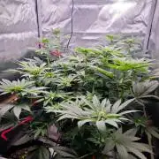 Organic Super Soil Showcase OSS