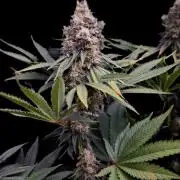 Organic Super Soil Showcase OSS