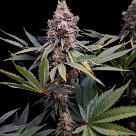 Organic Super Soil Showcase OSS