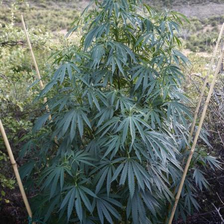 Primer cultivo guerrilla exterior LST