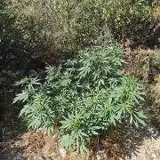 Primer cultivo guerrilla exterior LST