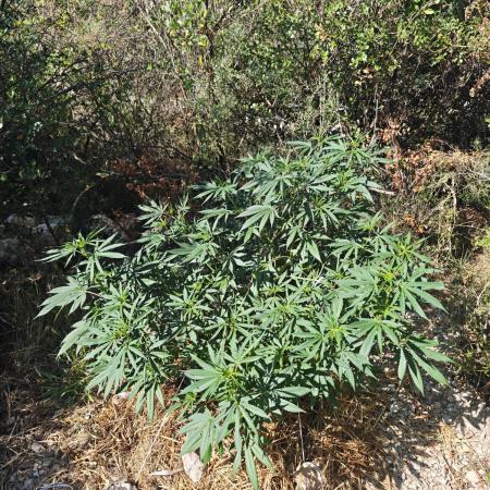 Primer cultivo guerrilla exterior LST