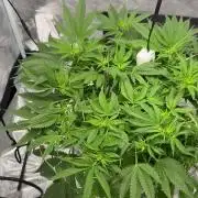 Royal skywalker Dwc