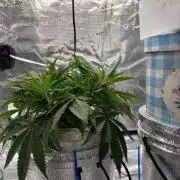 Royal skywalker Dwc