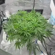 Royal skywalker Dwc