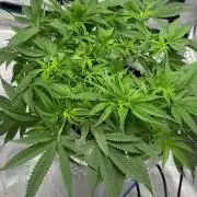 Royal skywalker Dwc