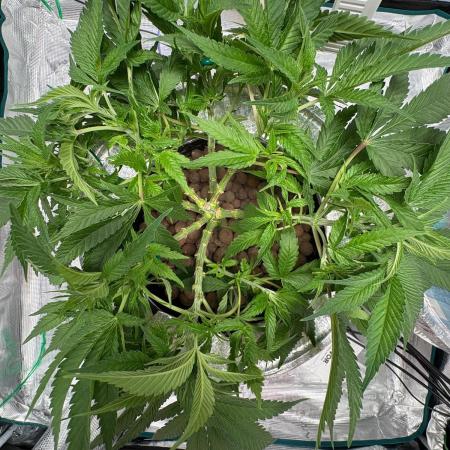 Royal skywalker Dwc