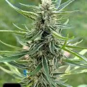 Lemon Sunshine Auto Fem (Outdoor)