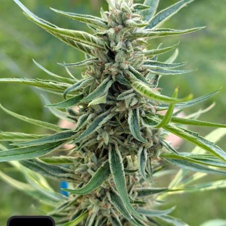 Lemon Sunshine Auto Fem (Outdoor)