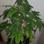 White Widow Auto