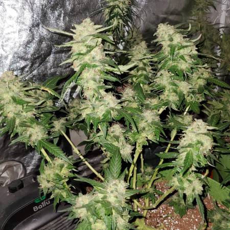 Shining Silver Haze