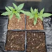 4x Terpyz Mutant - Mentha de Croco