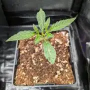 Green Slushie x1 (My own breeding work)