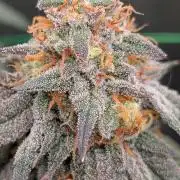 5x Fastbuds Mixpack Photoperiod
