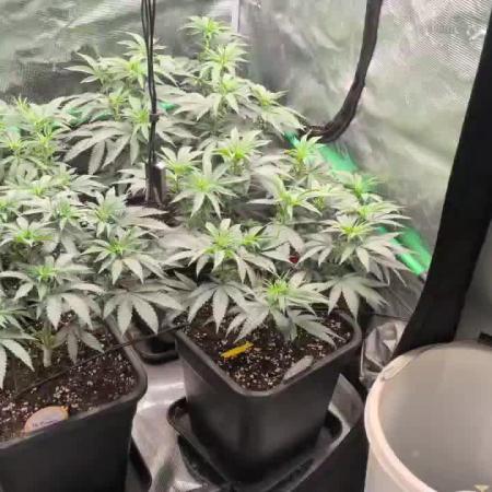 5x Ethos Strawberry OG cookies