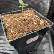 1x Barneys Tropicanna Banana