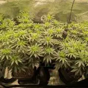 5x Ethos Strawberry OG cookies