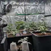 x8 Ethos Strawberry OG cookies clones