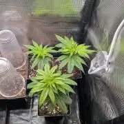 x4 Ethos Strawberry OG cookies clones