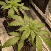 2x Seedsman OG Kush Ltd