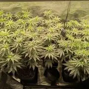 5x Ethos Strawberry OG cookies