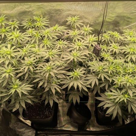5x Ethos Strawberry OG cookies