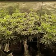 5x Ethos Strawberry OG cookies