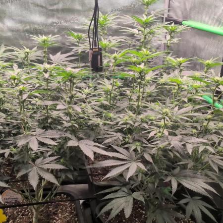 5x Fastbuds Mixpack Photoperiod