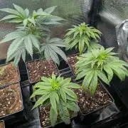x4 Ethos Strawberry OG cookies clones