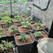 2x Seedsman Gelat.OG