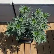 x4 Ethos Strawberry OG cookies clones