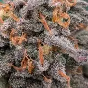 5x Fastbuds Mixpack Photoperiod