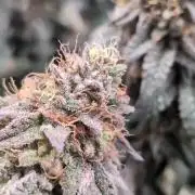 5x Ethos Strawberry OG cookies
