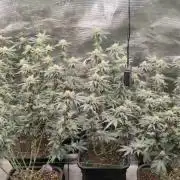 5x Ethos Strawberry OG cookies