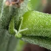 2x Terpyz Mutant - Mentha de Croco
